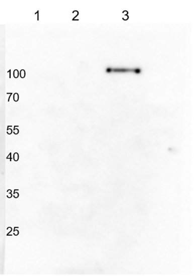 Western blot using anti-Hordeum vulgare PHR1 antibodies